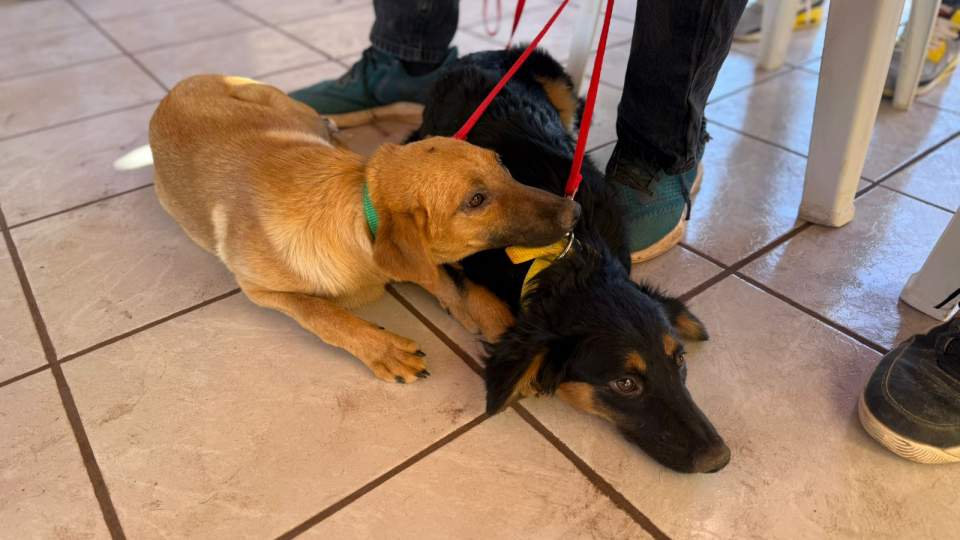 Beneficia Gobierno de Sonora salud animal con jornada de esterilización en municipio de Ures.
